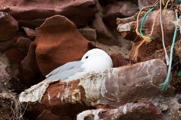 black-legged Kittiwake (Rissa tridactyla)  resting on nest, Dunbar Harbour, United Kingdom