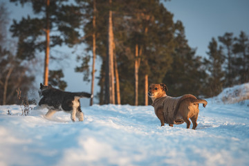 Siberian husky puppy and dachshund in dress playing on the snow in winter