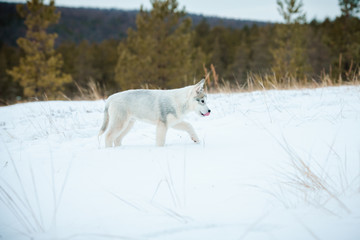 Siberian husky puppy playing on the snow in winter