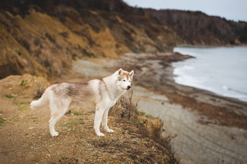 Portrait of beautiful and free dog breed siberian husky standing on the hill on the sea and mountains background in fall