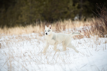 Siberian husky puppy playing on the snow in winter