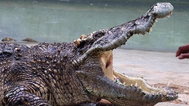 man sticking his hand into the mouth of a crocodile and takes the money