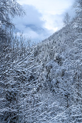 Snow covered Landscape