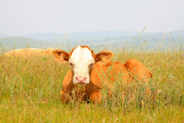 herds cattle in the grassland, China
