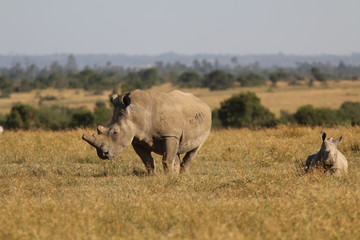 Fototapeta premium White Rhino in Kenya