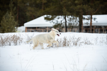 Siberian husky puppy playing on the snow in winter