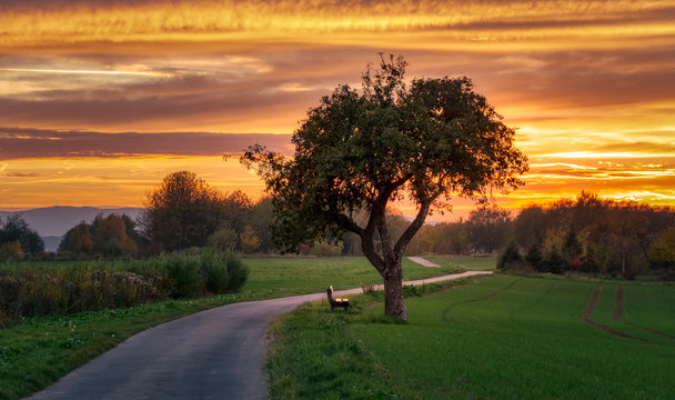 Fototapeta Path with apple tree at sunset in autumn, Westerwald, Rhineland-Palatinate