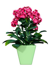 3D Rendering Flaming Katy on White