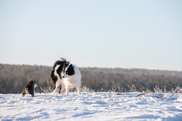 Happy family of Siberian husky playing on the snow in winter