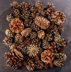 Cones of different trees laid out tightly to each other.