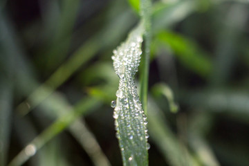 water drops on a green leaf