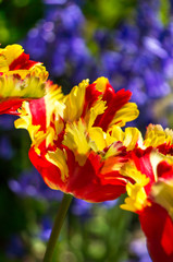 Flaming Parrot Tulip (Tulipa 'Flaming Parrot')