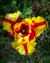 Flaming Parrot Tulip (Tulipa 'Flaming Parrot')