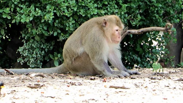 The monkey feeds on the border of the forest.  Macaque monkey near of road, Thailand.