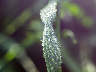 water drops on a leaf