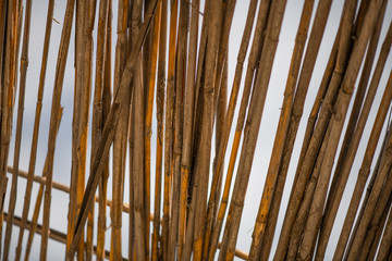 Abstrakt background from dry bamboo branches texture