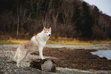 Image of beautiful Beige and white Siberian Husky dog standing on the tree on the coastline