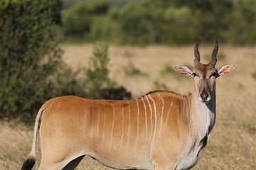 Kudu in Kenya
