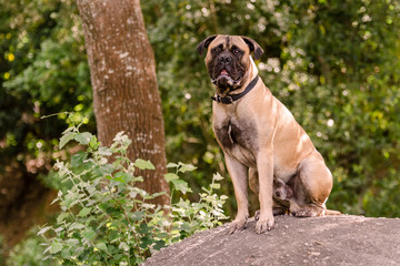 Beautiful Bull Mastiff sitting on a rock in a parkland setting - obrazy, fototapety, plakaty