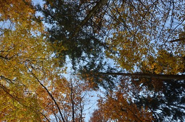 Herbstlich bunte Baumkronen