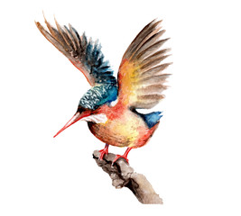 watercolor drawing birds. kingfisher on branch. sketch