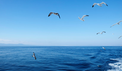 Fototapeta na wymiar Seagulls flying over the Ocean