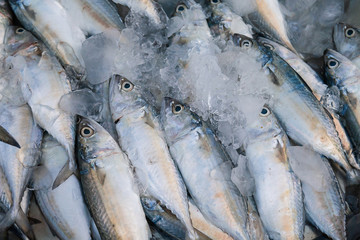 Obraz premium Fresh mackerel fish at the seafood market