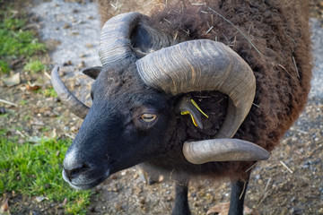 sheep in a field