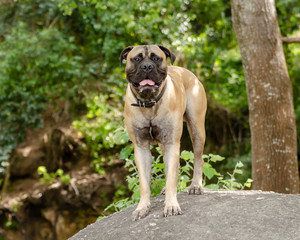 Beautiful Bull Mastiff dog standing on a rock in a parkland setting