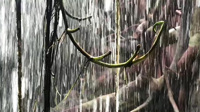 Water wall from the waterfall in the tropical forest. Branches of the tree in front of a dense rain in the jungle, slow motion.