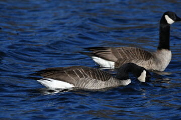 Geese on a Lake