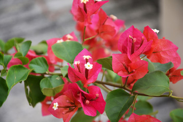 spring, flower, tree, blossom, nature, sky, bougainvillea, bloom, cherry, flowers, blue, plant, white, blooming, green, pink, garden, beauty, beautiful, apple, season, leaf, petal, floral, natural