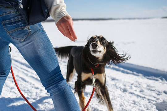 Saluki, Persian Greyhound Playing With Owner In Winter Park