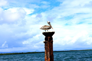 Pelican Dominican Republic