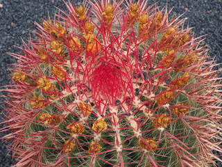 cactus with red spines