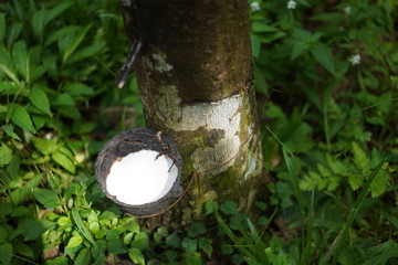 Rubber tree garden in south of Thailand