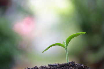 Young green plant growing