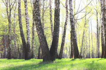 Beautiful birch trees with white birch bark in birch grove with green birch leaves