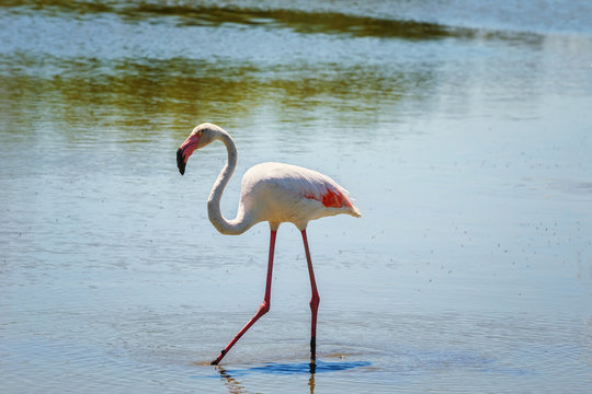 .Pink flamingo searches for food in shallow water.