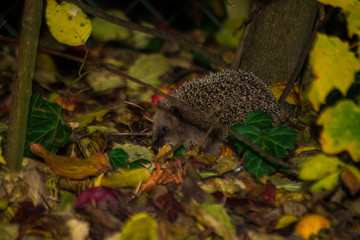 Hedgehog walking in a garden between branches and foliage