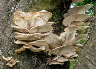 Oyster Mushrooms (Pleurotus ostreatus)