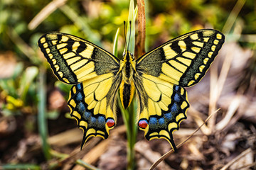 Vibrant coloured butterfly clinging to leaf