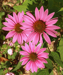 Obraz premium Echinacea purpurea