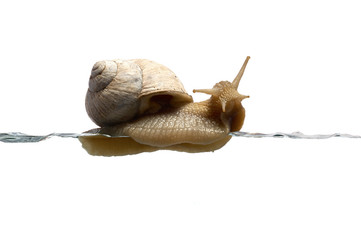 Schnecke