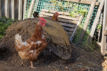 hen and chickens in farm