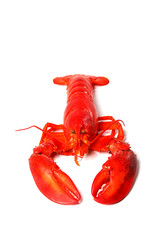 Lobter on white