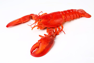 Lobster on white