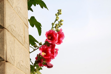 walls and marshmallow flower