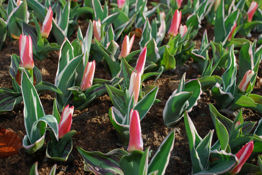 Tulipa Kaufmanniana Heart’s Delight grown in the park.  Spring time in Netherlands.
