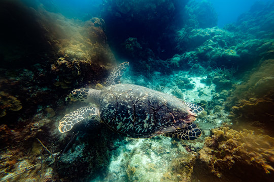 Big turtle between reefs